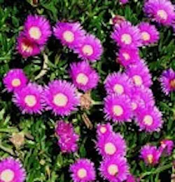1655260187301 Ice Plant 1655260187301 Ice Plant
