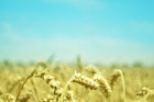 1655260188175 Wheat Fields