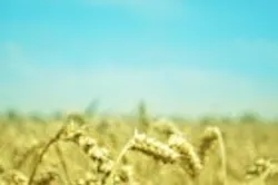 1655260188175 Wheat Fields 1655260188175 Wheat Fields