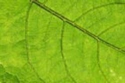 1655260200649 Green Leaf Texture 1655260200649 Green Leaf Texture