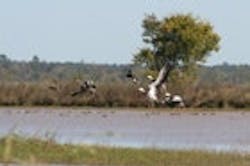 1655260205997 Flightofducks 1655260205997 Flightofducks