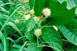 1655260217480 Raingarden3 1655260217480 Raingarden3