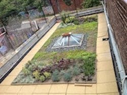 1655260300346 Ny Green Roofs The Point Lower Roof 2 1655260300346 Ny Green Roofs The Point Lower Roof 2