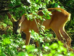 1655260317707 Deer 1655260317707 Deer