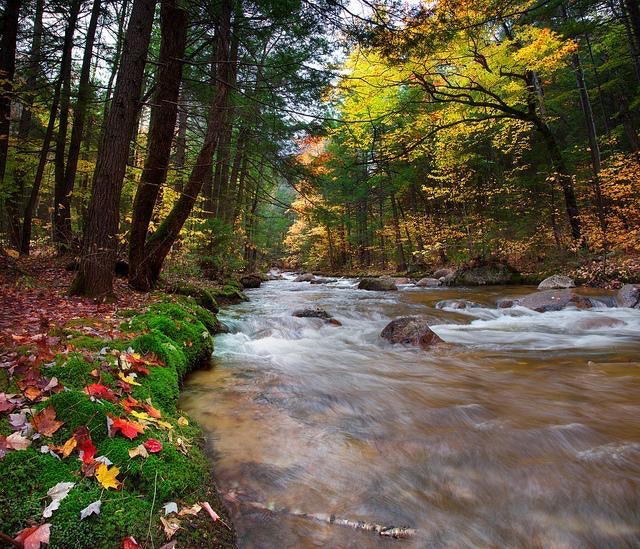 1655260378298 Forest And Stream 0