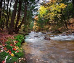 1655260378298 Forest And Stream 0 1655260378298 Forest And Stream 0