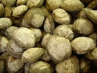 Oyster Aquaculture Could Improve Potomac River Estuary Water