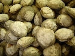 1655260396284 Oysters 1655260396284 Oysters