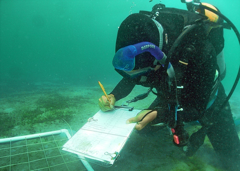 1655260403731 Atkins Seagrass Transplants