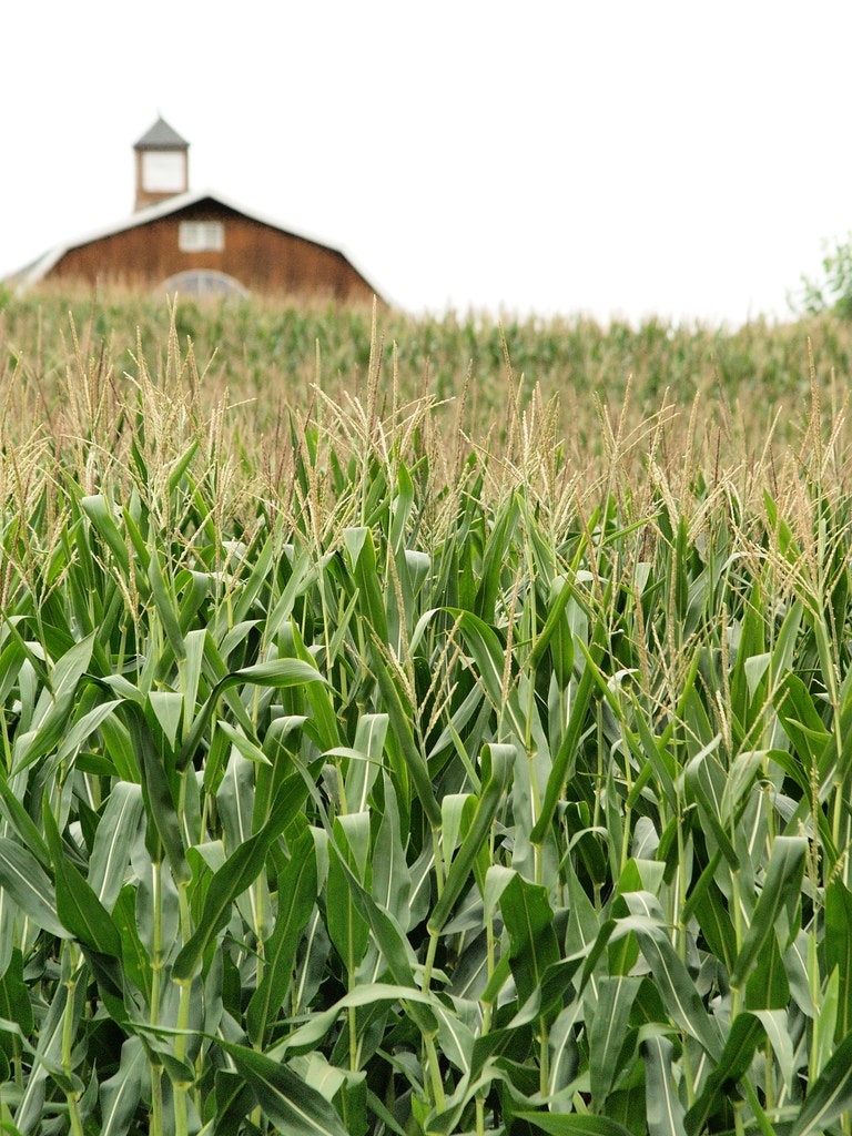 1655260487041 Midwestcornfield