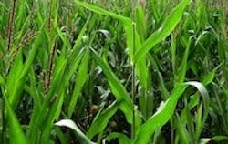 1655260494352 Plants 1655260494352 Plants