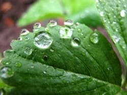 1655260504833 Leaf 3 1655260504833 Leaf 3