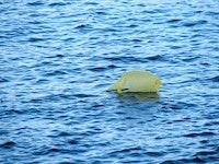 1655260506336 Plastic