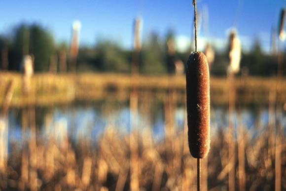 1655260536457 Wetlands