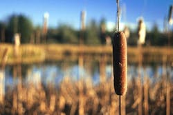 1655260536457 Wetlands 1655260536457 Wetlands