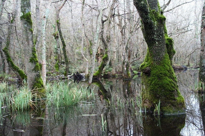 1655260538568 Forest