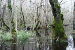 1655260538568 Forest 1655260538568 Forest