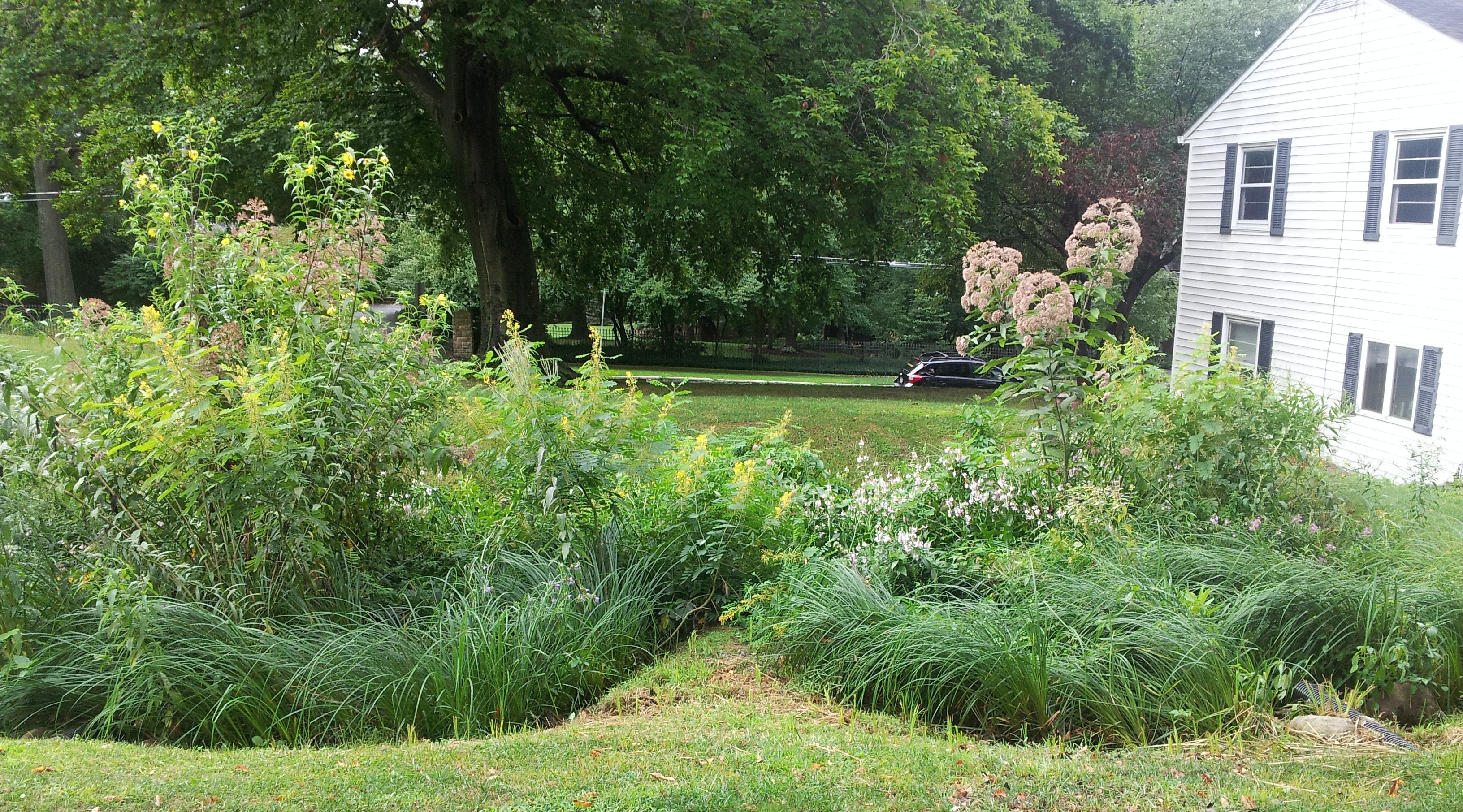 1655260552271 Cowplantgrowth