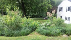 1655260552271 Cowplantgrowth 1655260552271 Cowplantgrowth