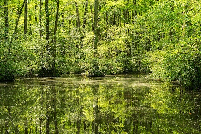 1655260562320 Wetland