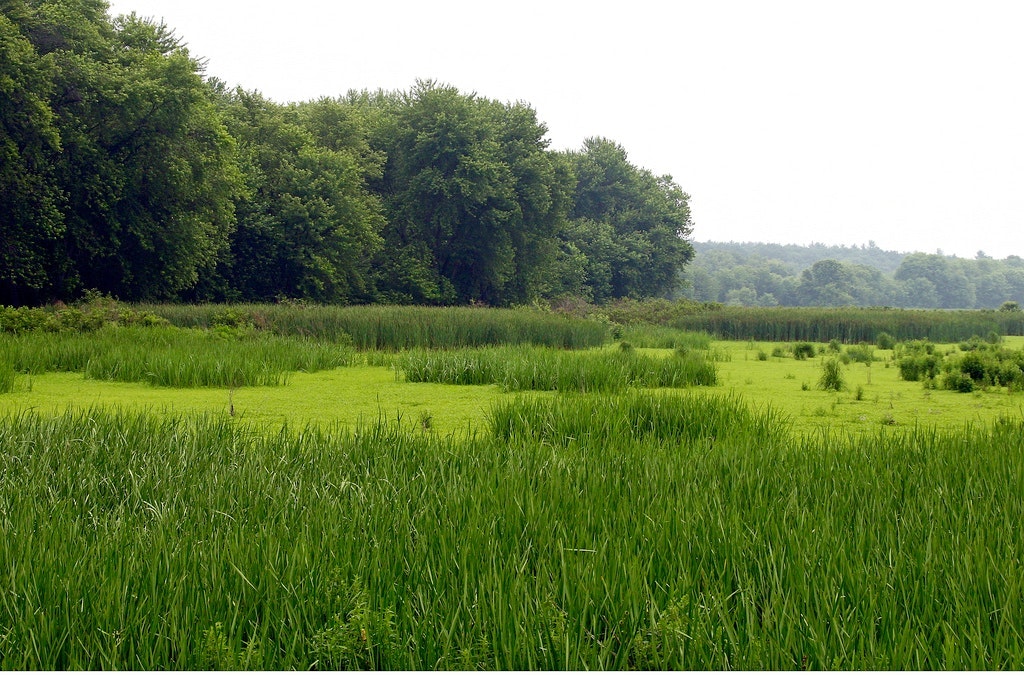 1655260573290 Summerwetlands1341621