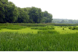 1655260573290 Summerwetlands1341621 1655260573290 Summerwetlands1341621