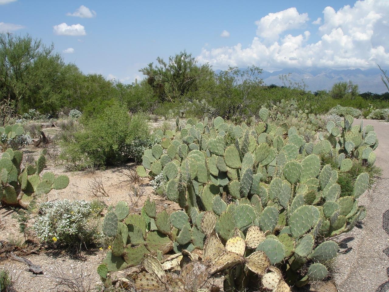 1655260573833 Cactus1384019