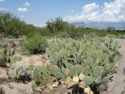 1655260573833 Cactus1384019 1655260573833 Cactus1384019