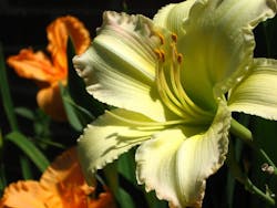 1655260605782 Rainwater Gardens 1655260605782 Rainwater Gardens