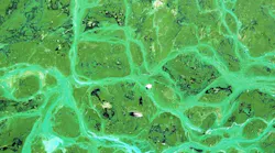 1655260779850-cyanobacteria4469840_1280