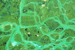 1655260779850 Cyanobacteria4469840 1280 1655260779850 Cyanobacteria4469840 1280