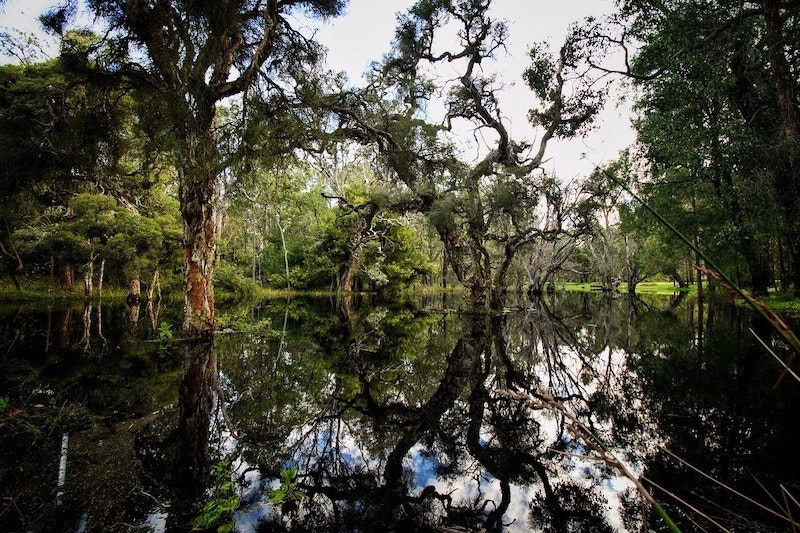 1655260785136 Wetland4558221 1280