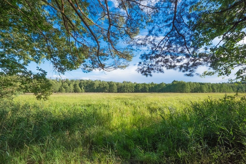 1655260787358 Forest1625131 1280