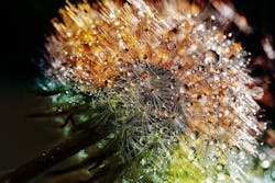 1655260793324 Dandelion3094349 1280 1655260793324 Dandelion3094349 1280