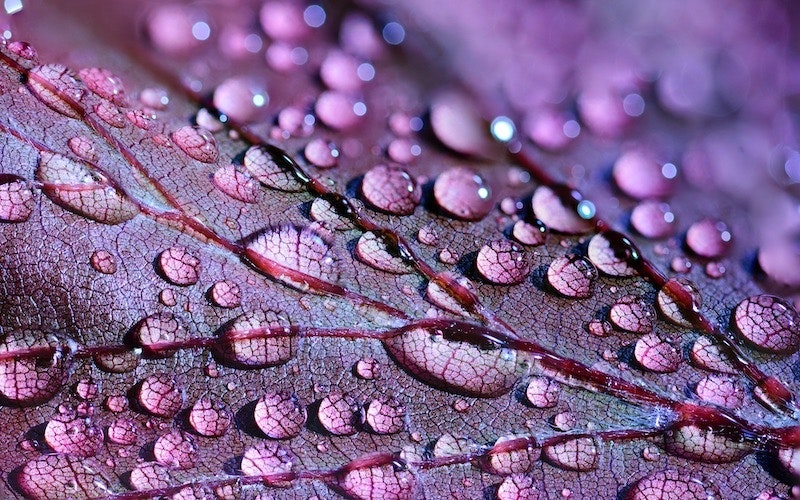 1655260798173 Dewdrops2432391 1920