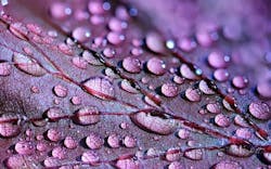 1655260798173 Dewdrops2432391 1920 1655260798173 Dewdrops2432391 1920