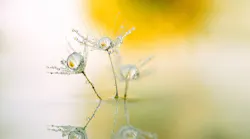 1655260801594-dandelion5010863_1920