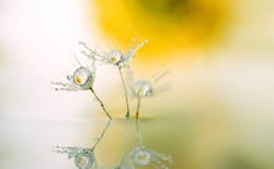 1655260801594 Dandelion5010863 1920 1655260801594 Dandelion5010863 1920