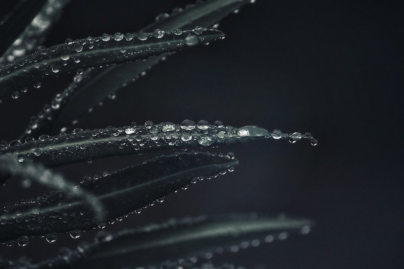 1655260801979 Plant4781624 1920