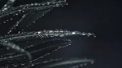 1655260801979-plant4781624_1920