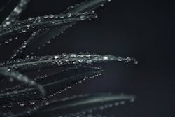 1655260801979 Plant4781624 1920 1655260801979 Plant4781624 1920