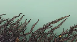 1655260802477-algae2307691_1280_0