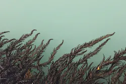 1655260802477 Algae2307691 1280 0