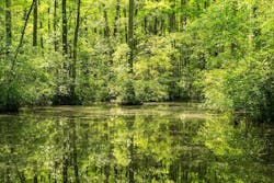 1655260803835 Wetland 1 1655260803835 Wetland 1