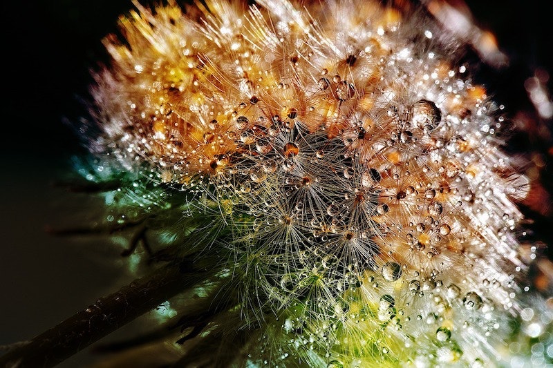 1655260808611 Dandelion3094349 1280 0
