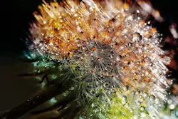 1655260808611 Dandelion3094349 1280 0