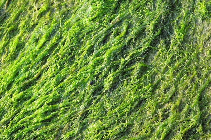 1655260843289 Algal Blooms