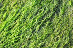 1655260843289 Algal Blooms 1655260843289 Algal Blooms