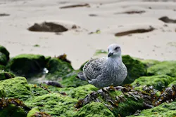 1655260847831 Algaewater 1655260847831 Algaewater