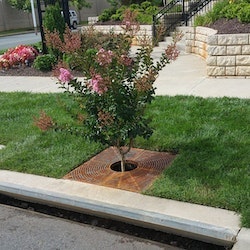 1655262643871 Filterra2 Cropped